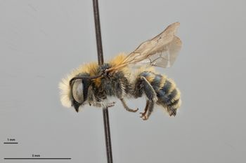 Media type: image;   Entomology 795005 Aspect: habitus lateral view